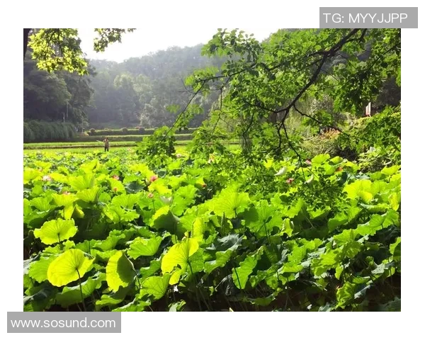 深度对话:刘静如何在DOTA2世界中追寻梦想与成长 深度对话:刘静如何在DOTA2世界中追寻梦想与成长